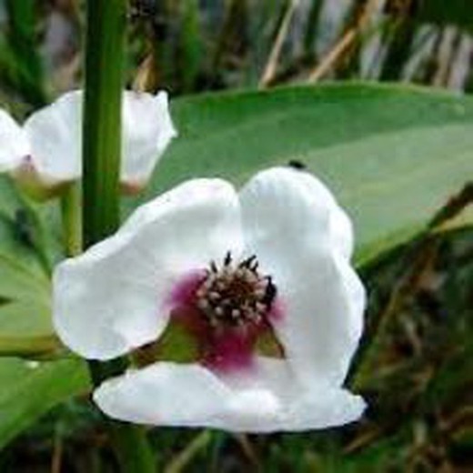 Sagittaria Sagittifolia