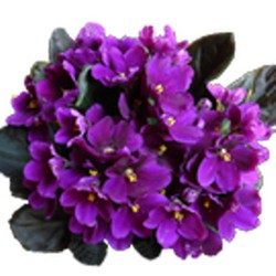 Saint Paulia Violeta Africana Caja 6 uds. — Floresfrescasonline