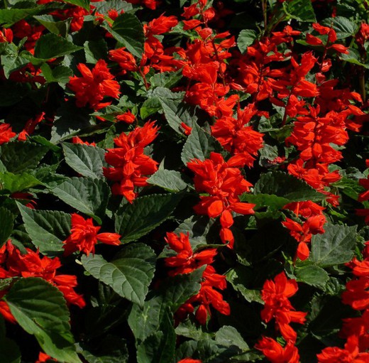 Salvia Vermella Pack de 15