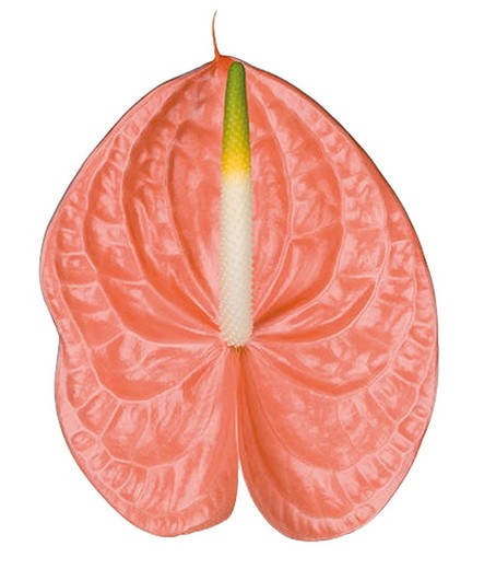 Anthurium Santé Royal