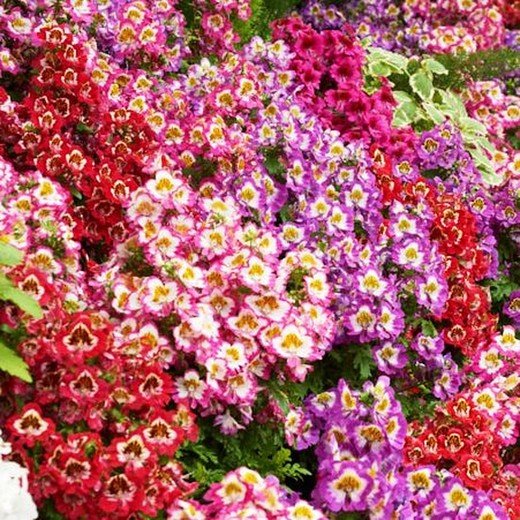 Schizanthus Wisetonensis Boîte 8 unités.