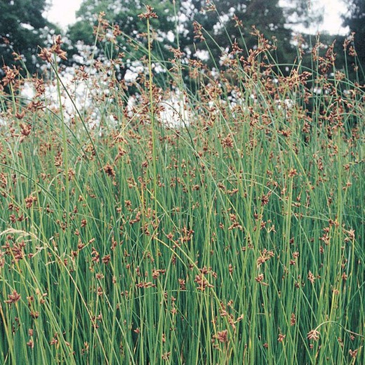 Scirpus lacustris