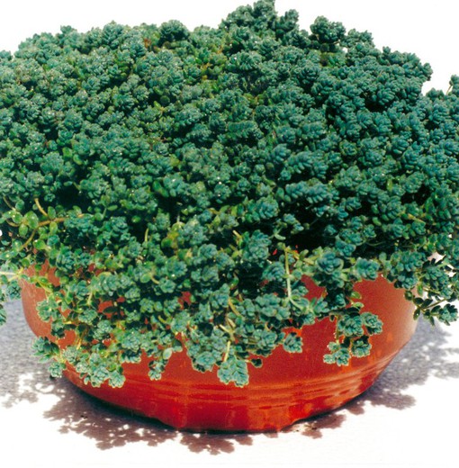 Sedum dasyphyllum