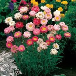 Pensativo armario línea Semillas y Bulbos de Flores — Floresfrescasonline