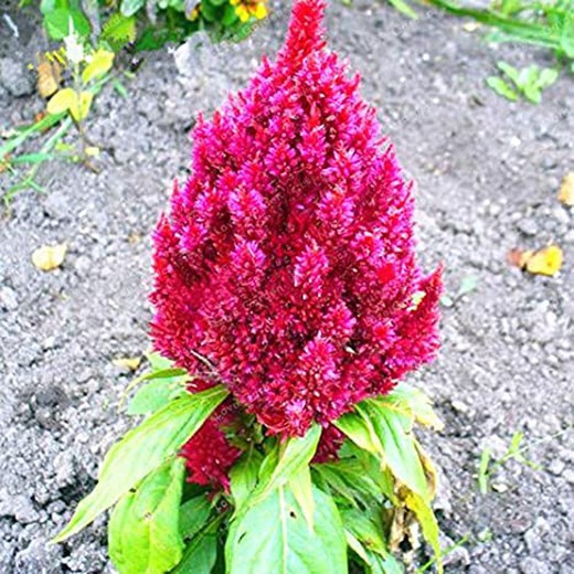Gypsophilla Paniculata Seca — Floresfrescasonline