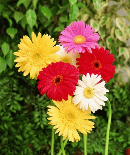 Llavor Gerbera