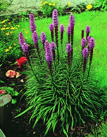 Semilla Liatris