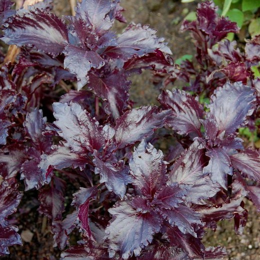 Sementes de manjericão roxo encaracolado