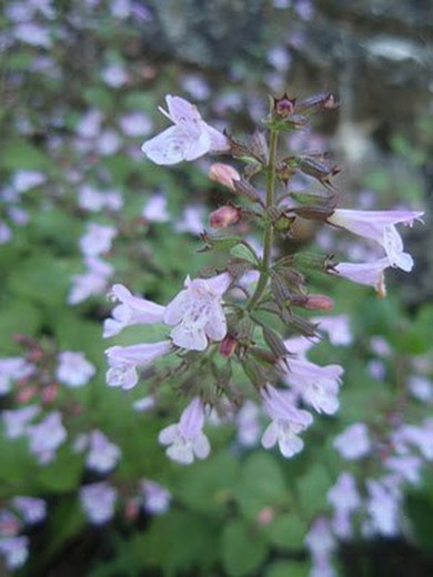 Graines de basilic sauvage