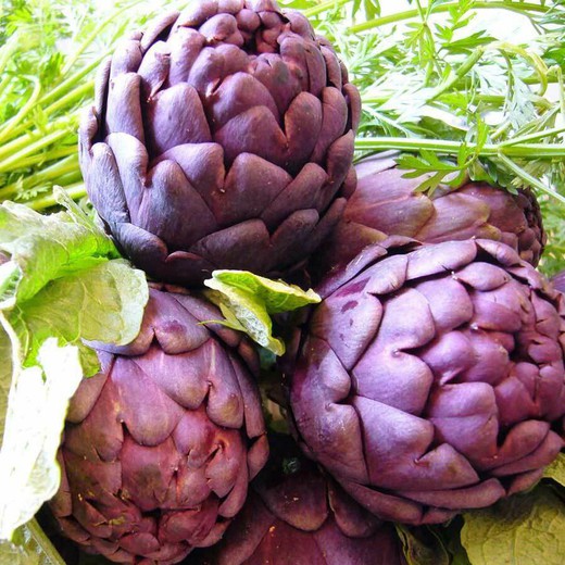 Semillas Alcachofa purple Romagna