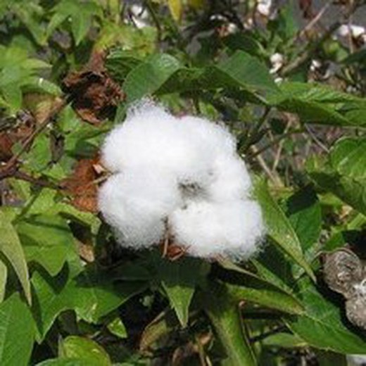 Sementes de algodão