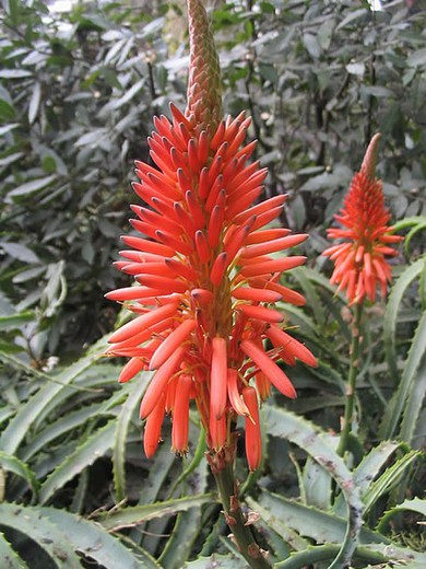 Sementes de Aloe Arborescens