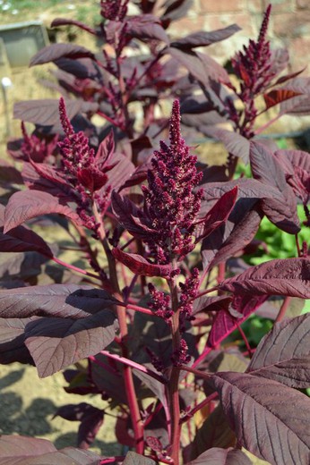 Sementes de amaranto vermelho