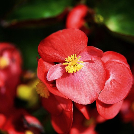 Sementes de Begonia Semperflorens