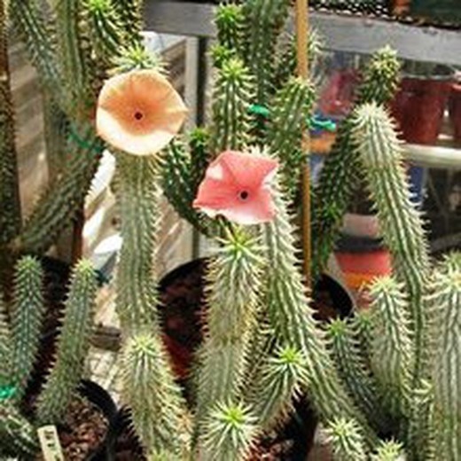 Hoodia Cactus Seeds