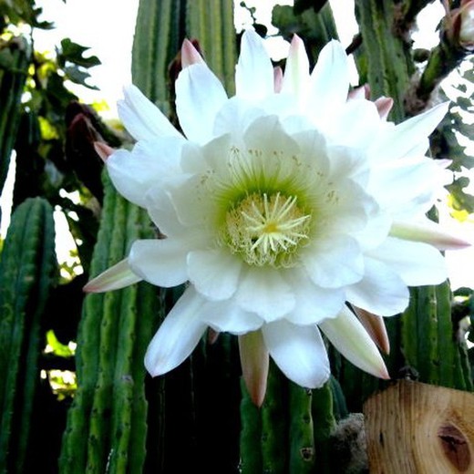 Semillas Cactus San Pedro