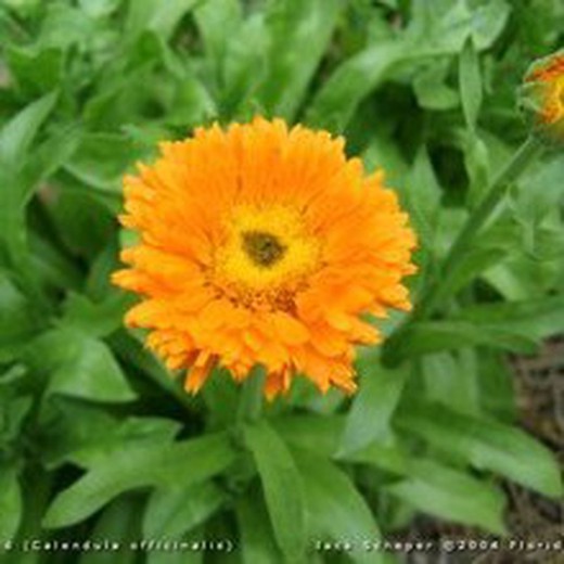 graines de calendula