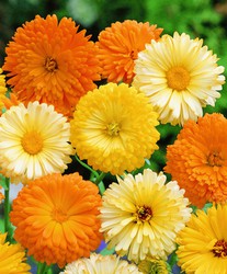 Precios de calendula — Floresfrescasonline