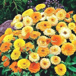 Precios de calendula — Floresfrescasonline