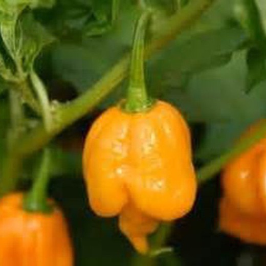 Sementes de Trinidad Scorpion Yellow Yellow