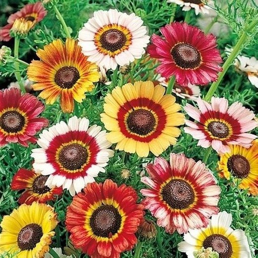 Semillas Crisantemo Tricolor Variado