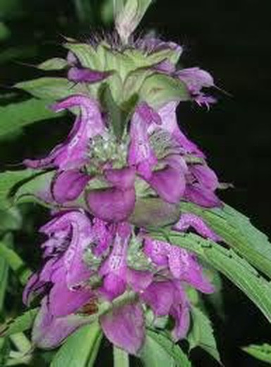 Llavors Monarda