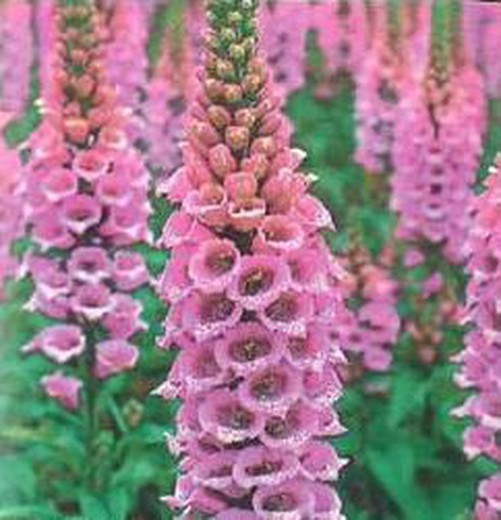 Llavors Digitalis Porpra