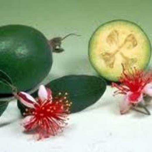 Sementes de Feijoa