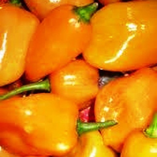 Sementes de Habanero Amarelas