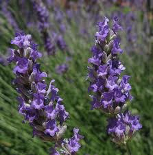 Sementes de lavanda