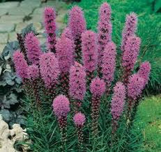 graines de Liatris