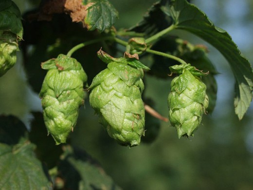 Graines de houblon