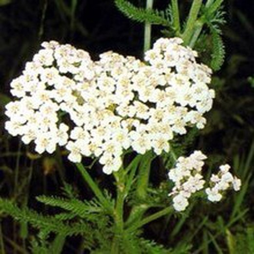 Sementes de Yarrow