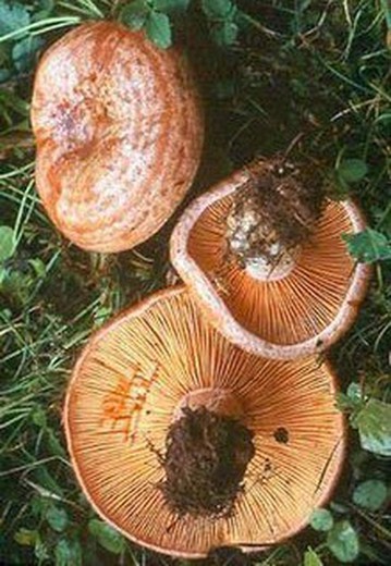 Graines de girolles