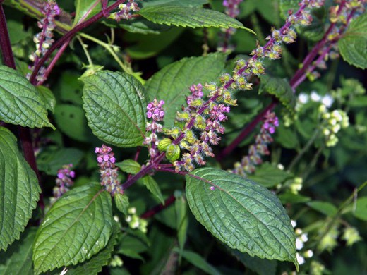 Semillas Perilla Verde