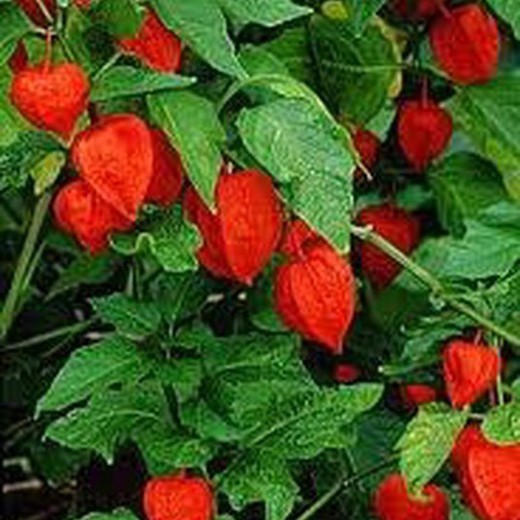 Sementes de Physalis