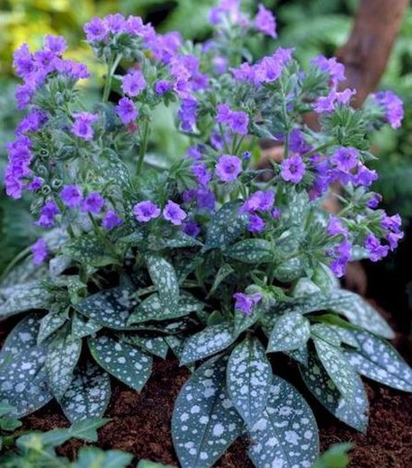 Semillas Pulmonaria