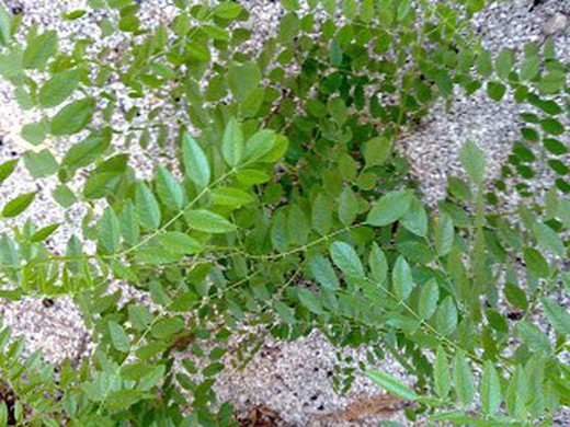 Sementes de alcaçuz chinês