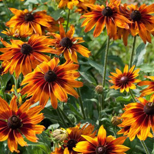 Llavors Rudbeckia Gegant Variada