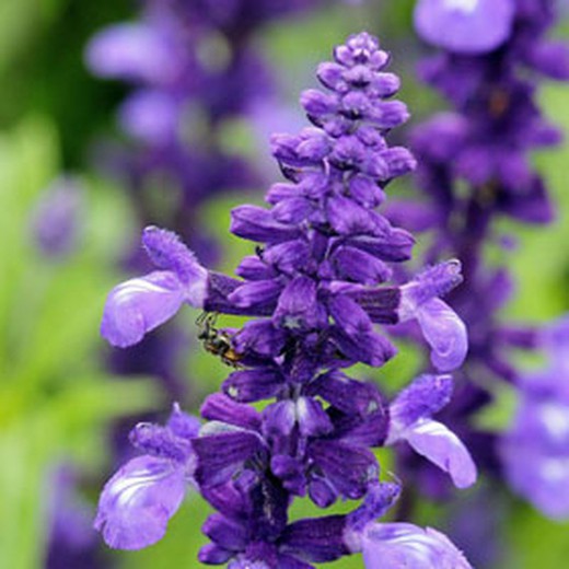 Sementes de Salvia Farinacea Blue