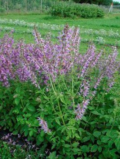 Semillas Salvia Miltiorriza (Dan Shen)