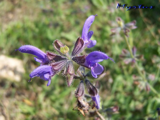 Sementes de Salvia Verbenaca