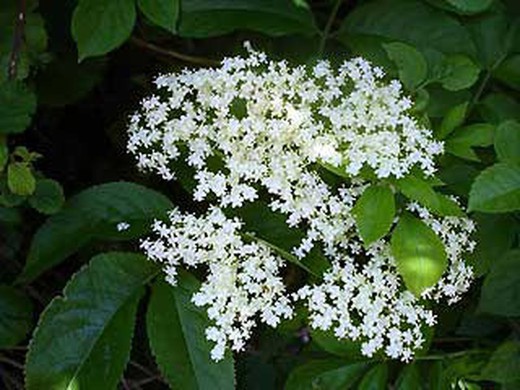 Elder Seeds