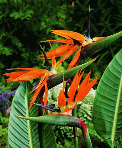 graines de Strelitzia