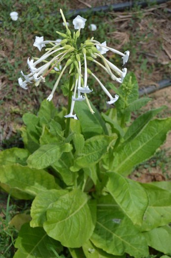 Sementes de tabaco da floresta