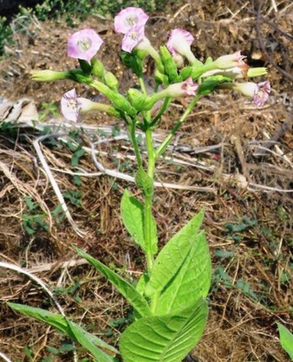 Llavors Tabac de Virgínia