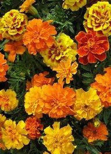 Llavors Tagetes