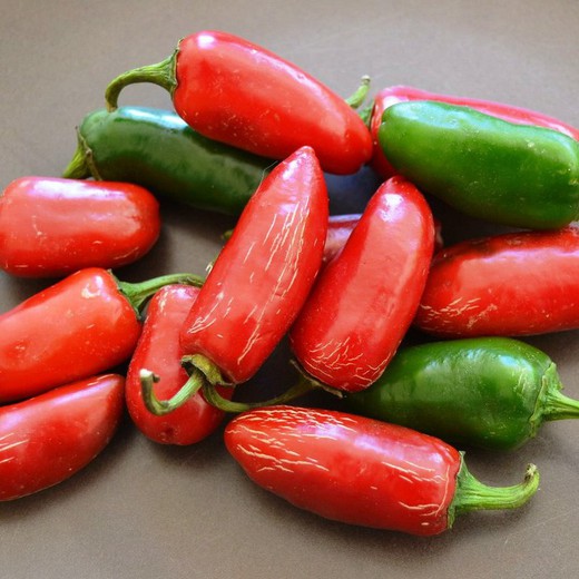 Sementes de Tam Jalapeños