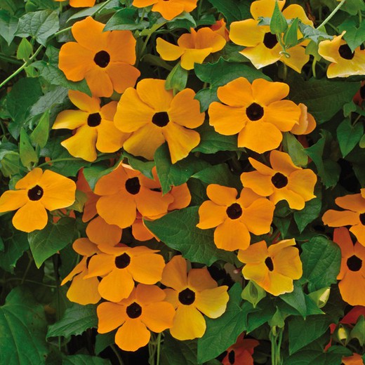 Sementes de Thunbergia