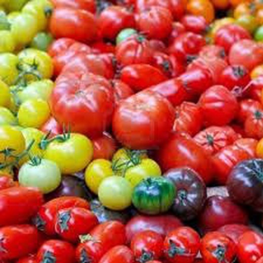 Semillas Tomates